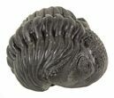Wide Enrolled Pedinopariops Trilobite #56654-3